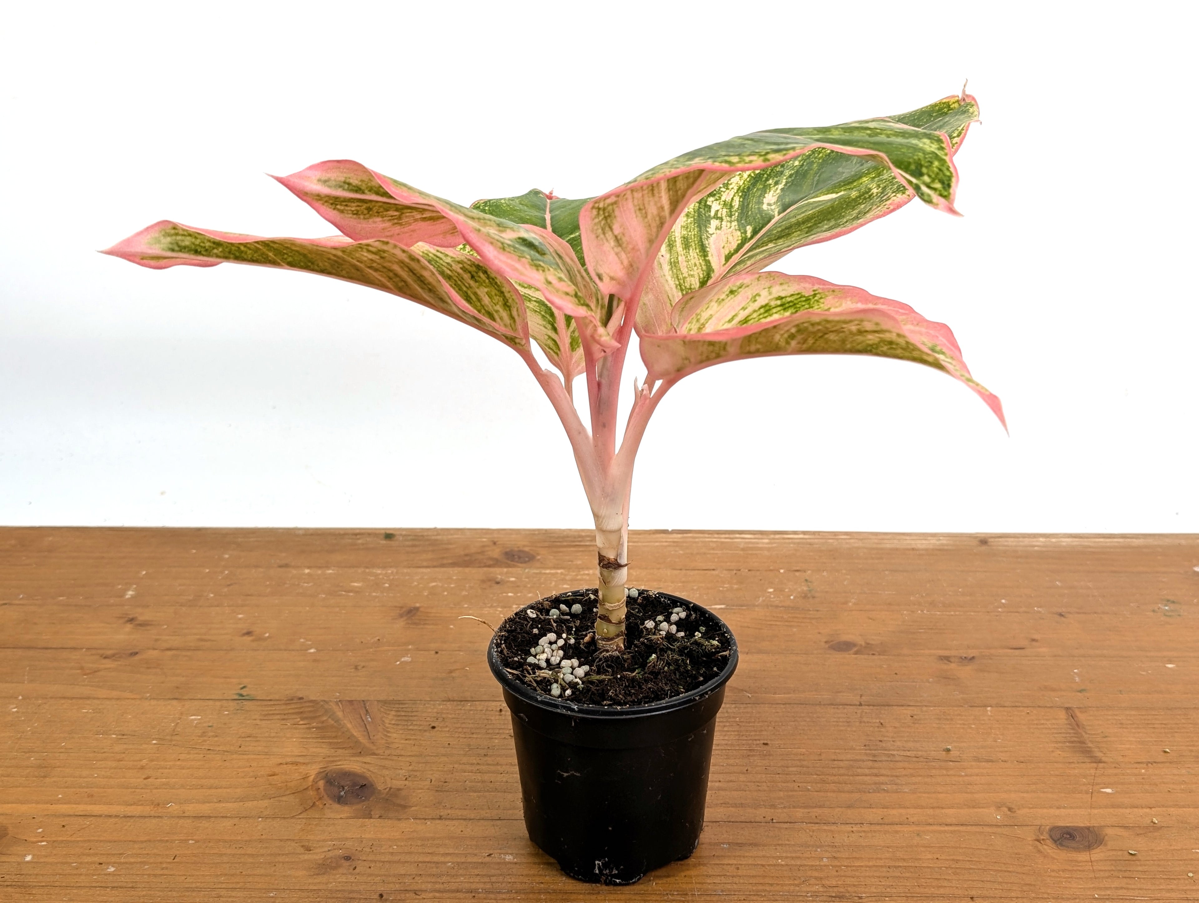 Aglaonema Pinky Pie