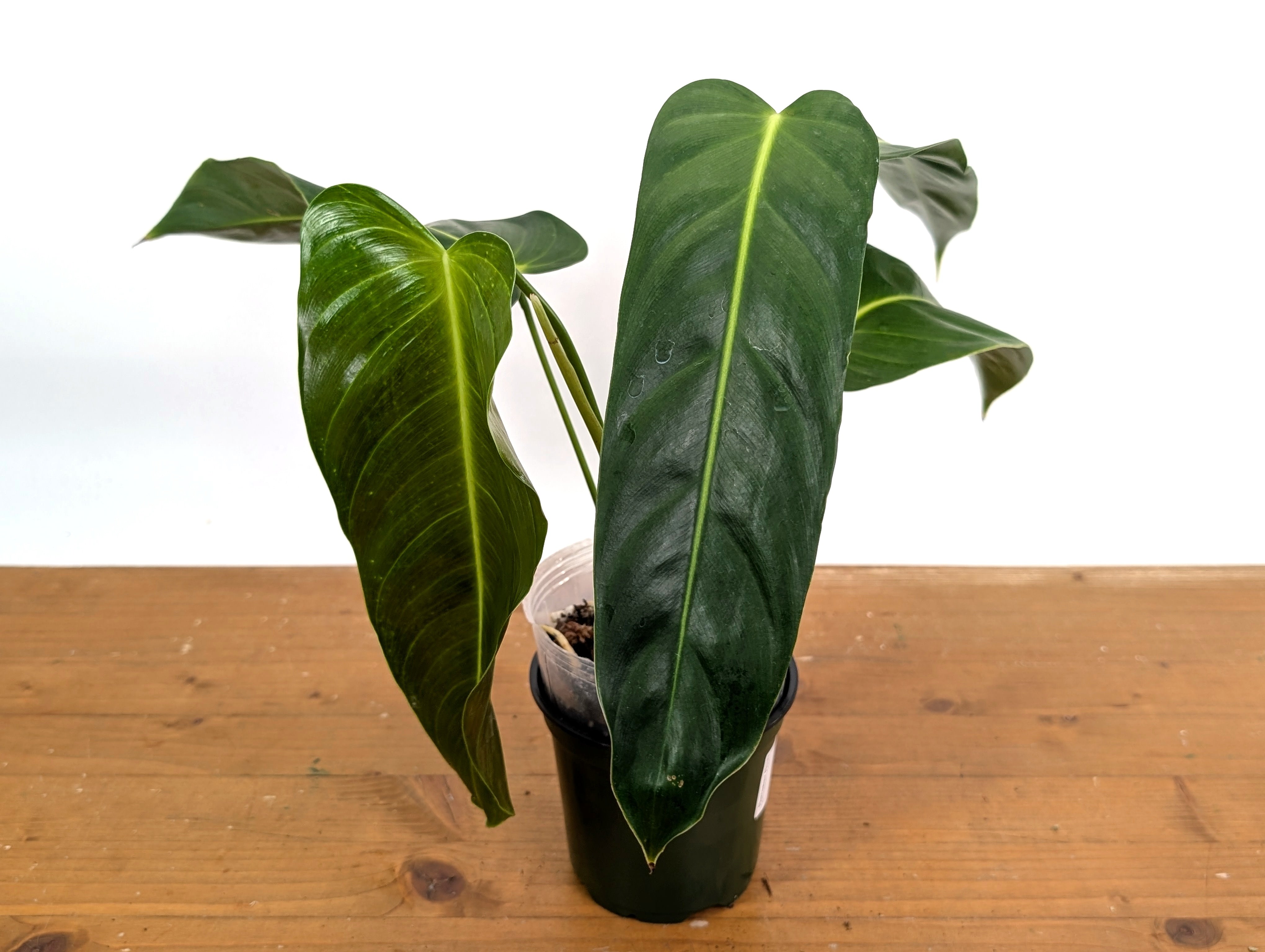 Philodendron Esmeraldense Narrow | 4 inch pot – Plantamani Plants