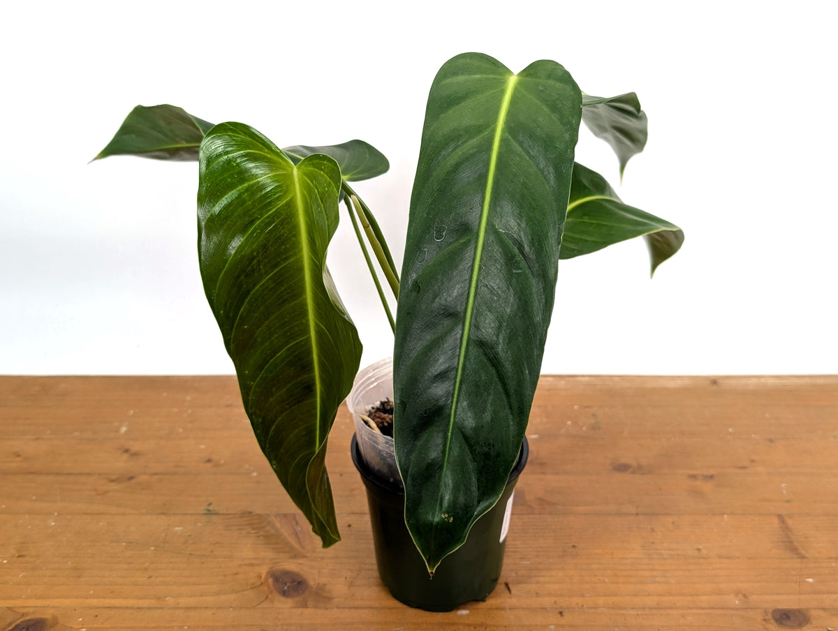 Philodendron Esmeraldense Narrow