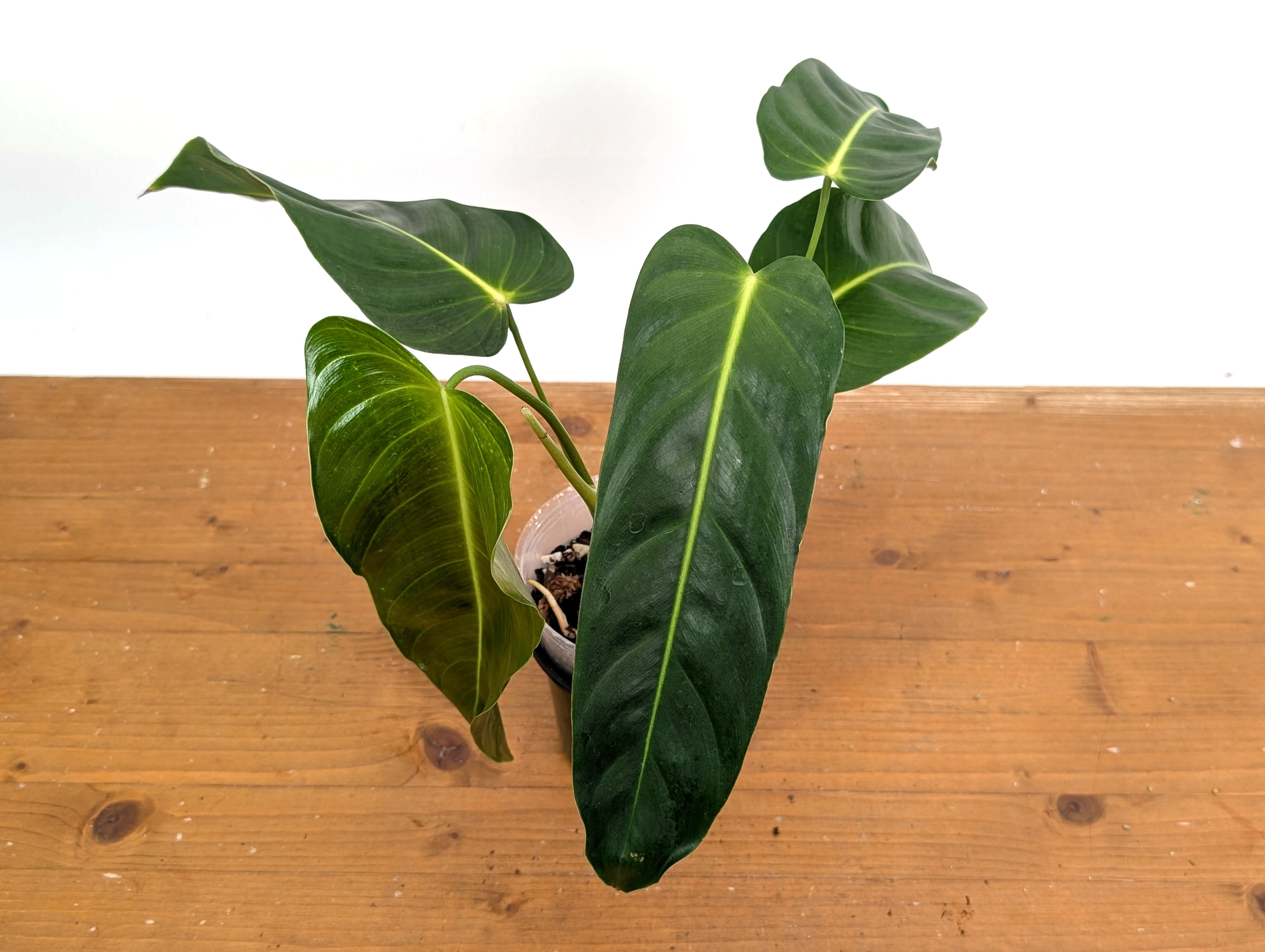 Philodendron Esmeraldense Narrow