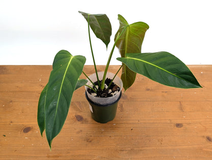 Philodendron Esmeraldense Narrow
