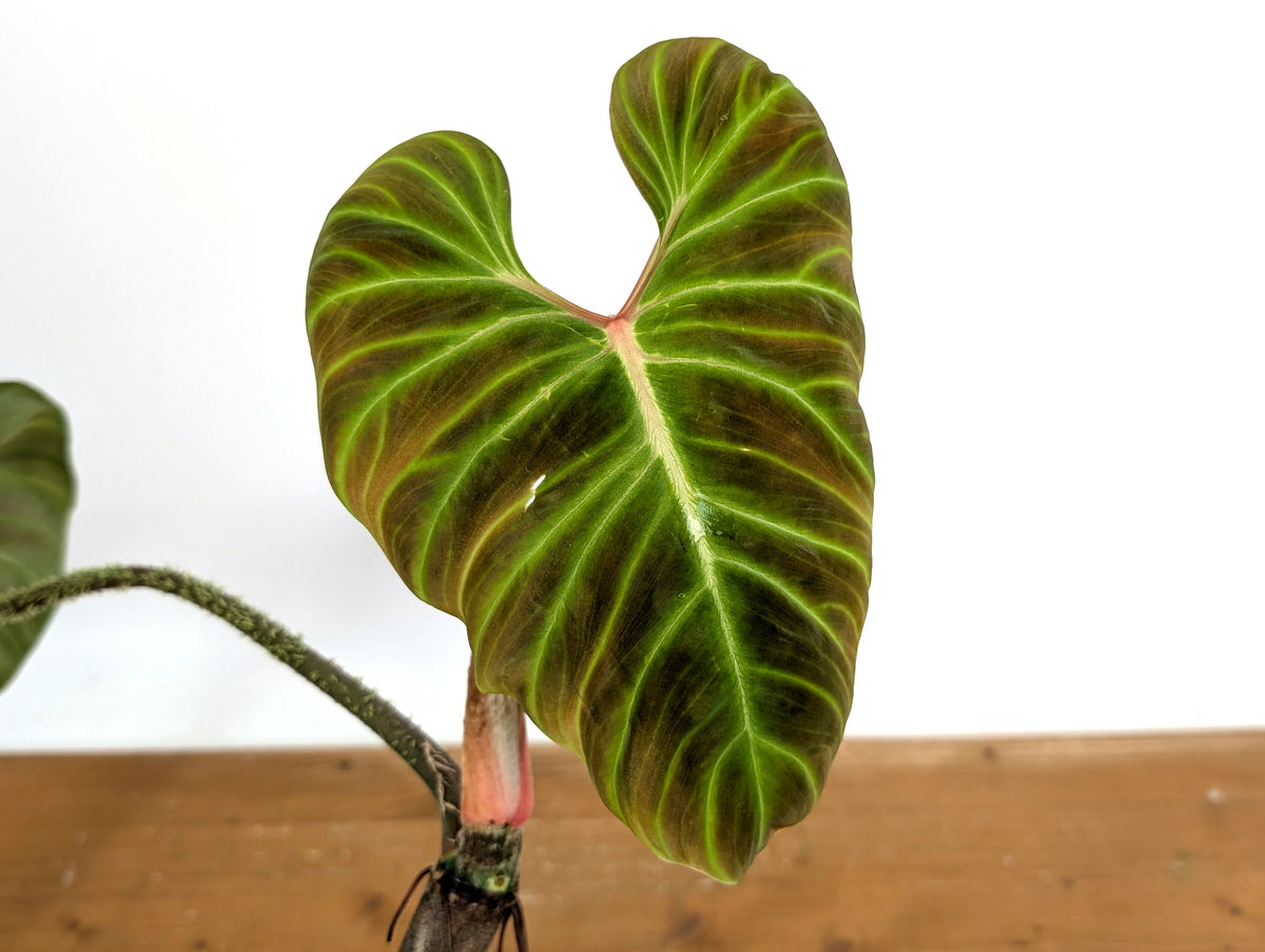 Philodendron Verrucosum 'Amazon Sunset Iricolor'