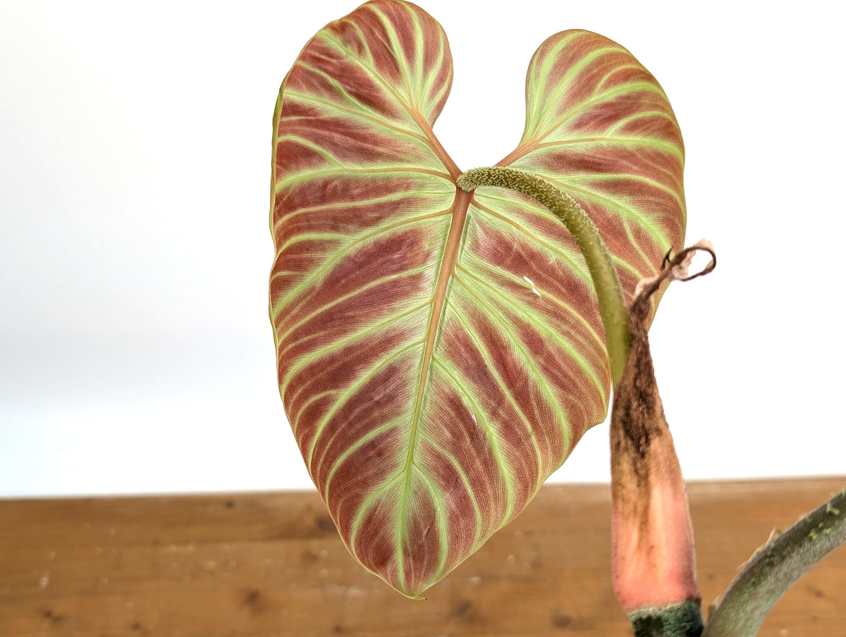 Philodendron Verrucosum 'Amazon Sunset Iricolor' – Plantamani Plants
