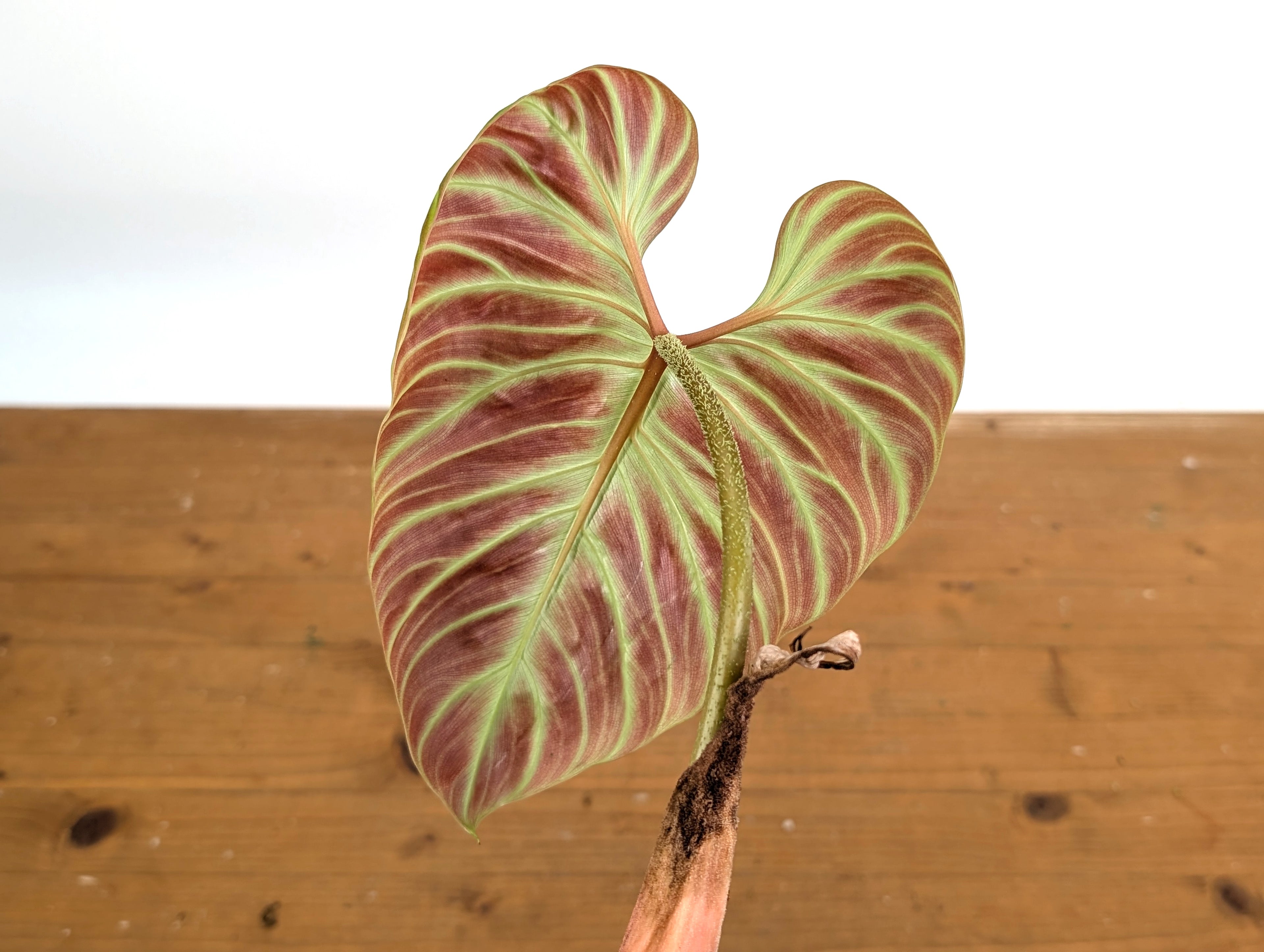 Philodendron Verrucosum &