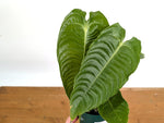 Anthurium Veitchii 'King'