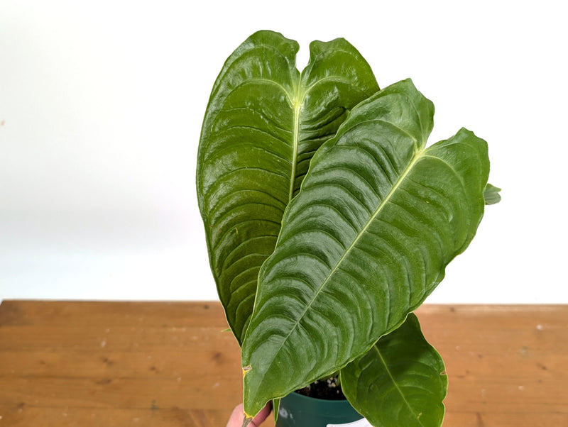Anthurium Veitchii 'King'