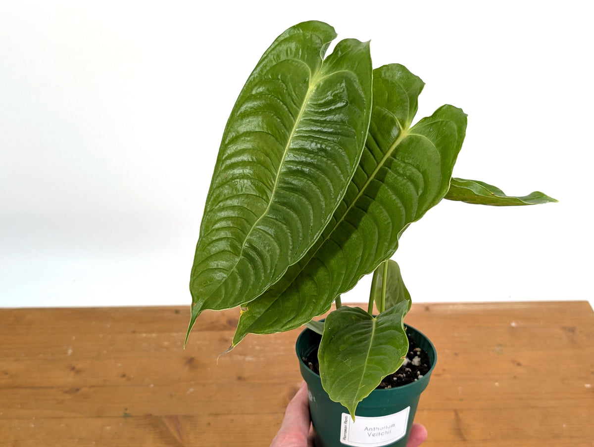 Anthurium Veitchii 'King'