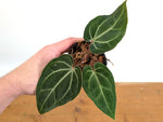 Anthurium Besseae