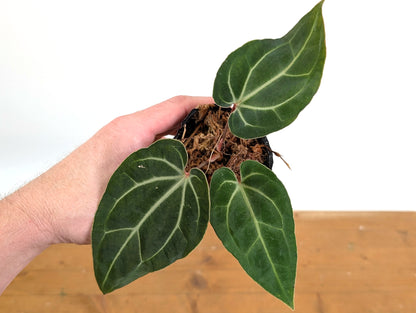 Anthurium Besseae