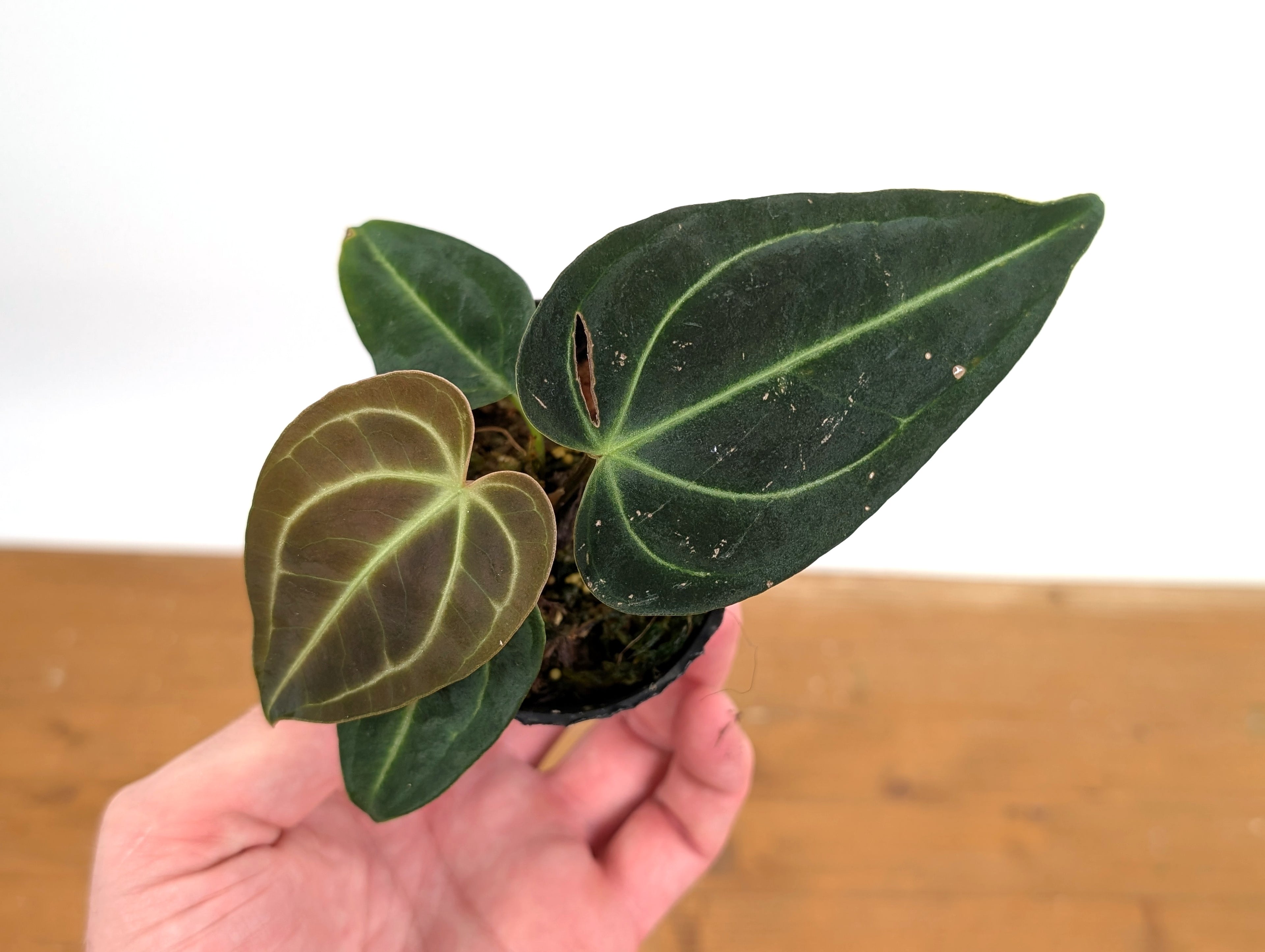 Anthurium Regale