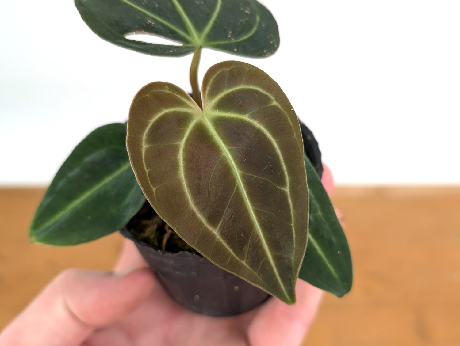 Anthurium Regale