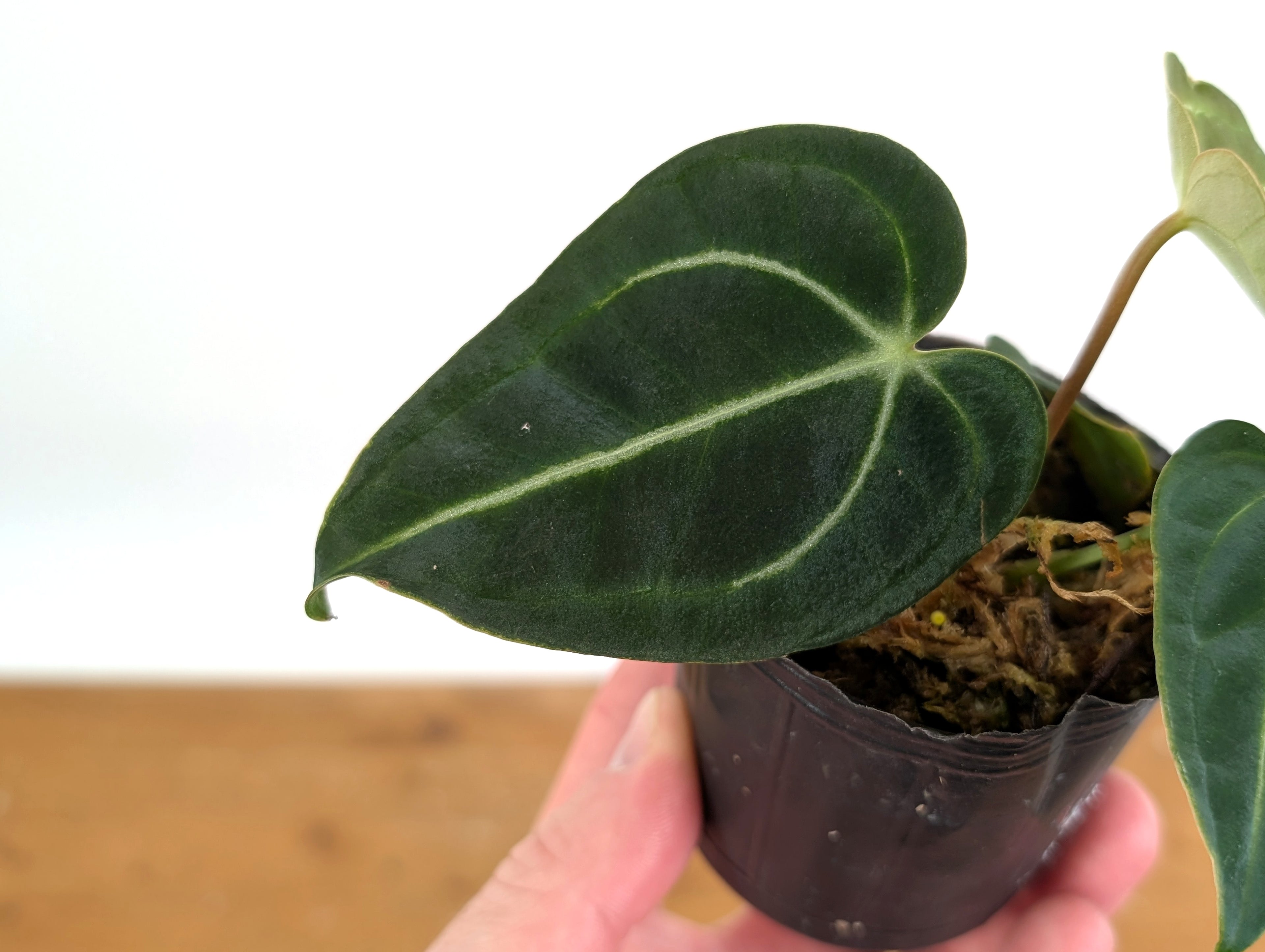 Anthurium Regale