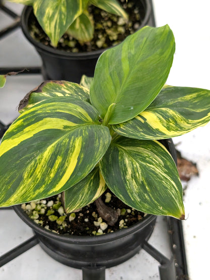 Musa Cavendish Dwarf Variegated Banana Tree