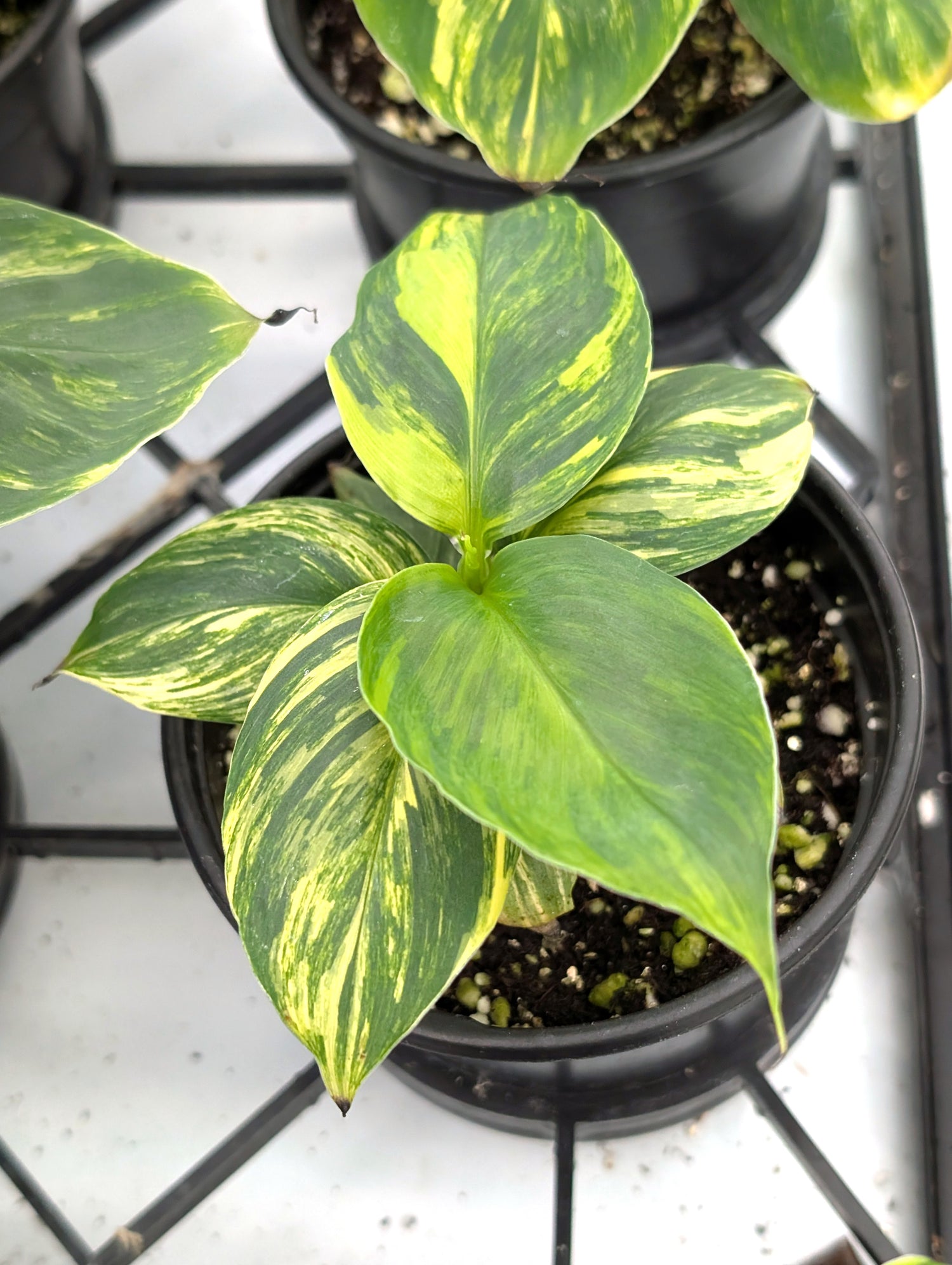 Musa Cavendish Dwarf Variegated Banana Tree