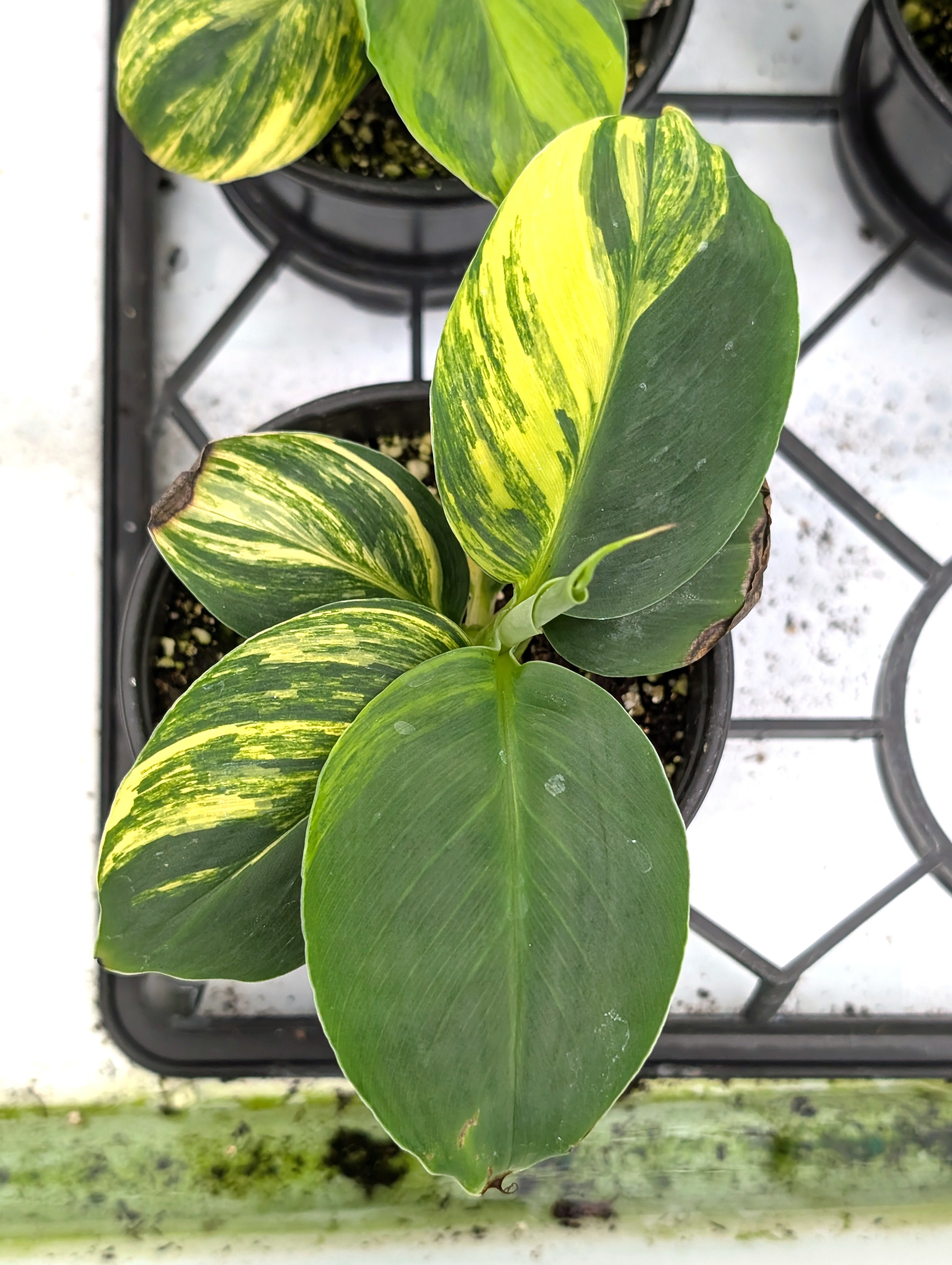 Musa Cavendish Dwarf Variegated Banana Tree