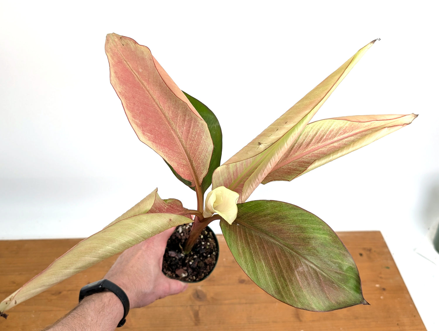 Musa Nono Pink White Variegated Banana Tree - Exact Plant