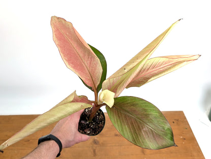 Musa Nono Pink White Variegated Banana Tree - Exact Plant