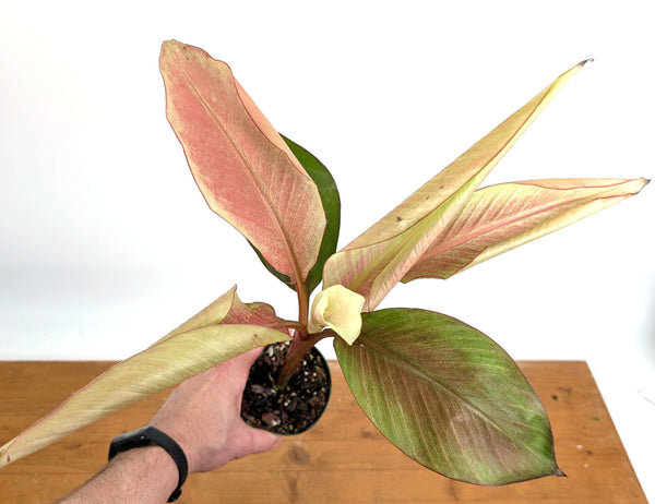 Rare Musa Nono Pink Mint Variegated Banana Plant