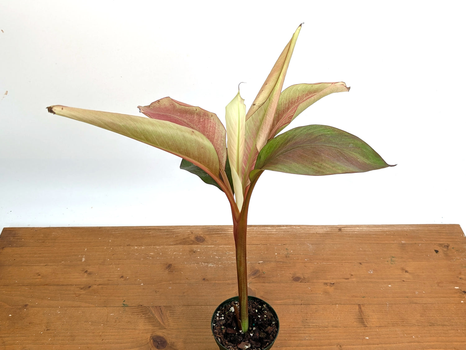Musa Nono Pink White Variegated Banana Tree - Exact Plant
