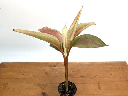 Musa Nono Pink White Variegated Banana Tree - Exact Plant