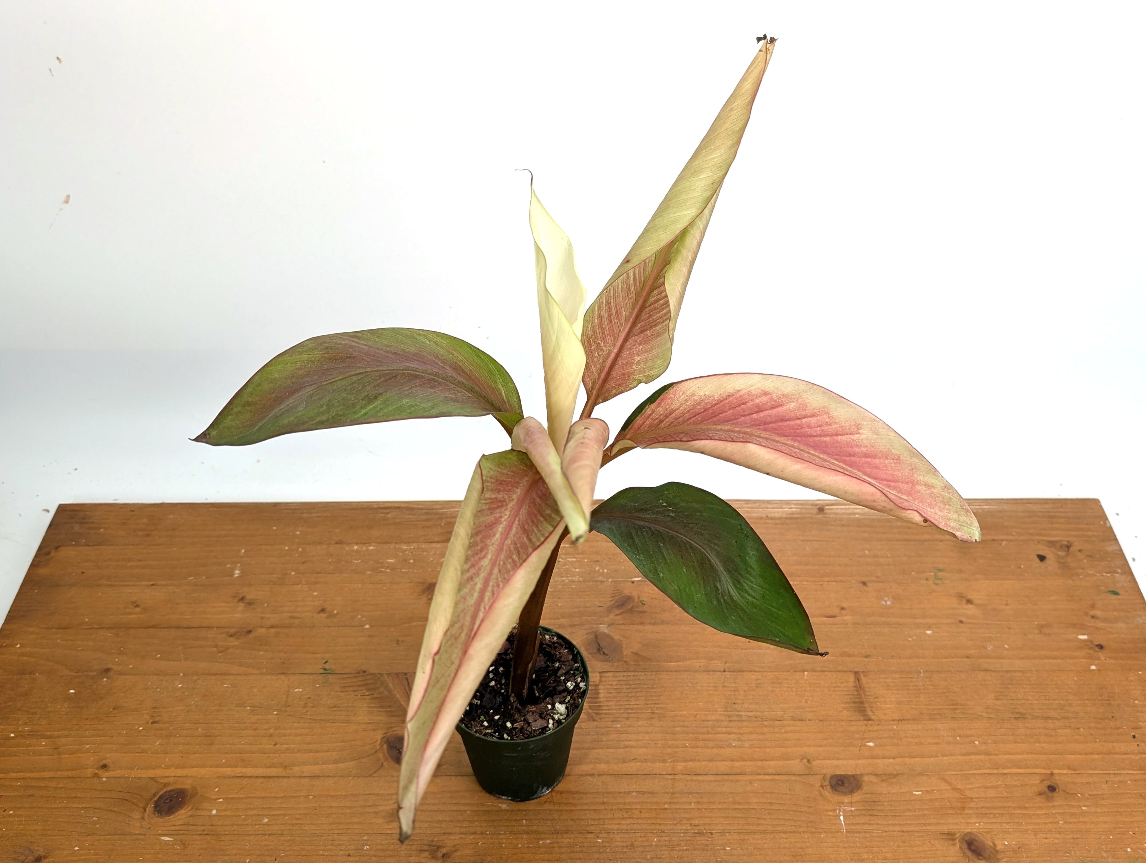 Musa Nono Pink White Variegated Banana Tree - Exact Plant