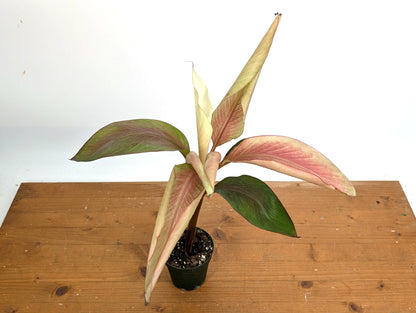 Musa Nono Pink White Variegated Banana Tree - Exact Plant
