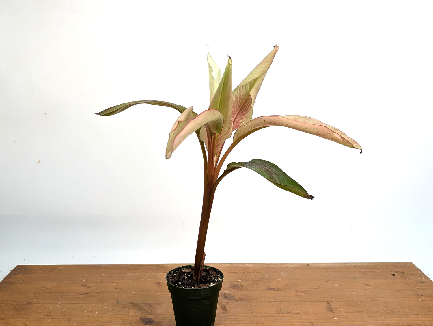 Musa Nono Pink White Variegated Banana Tree - Exact Plant