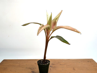 Musa Nono Pink White Variegated Banana Tree - Exact Plant