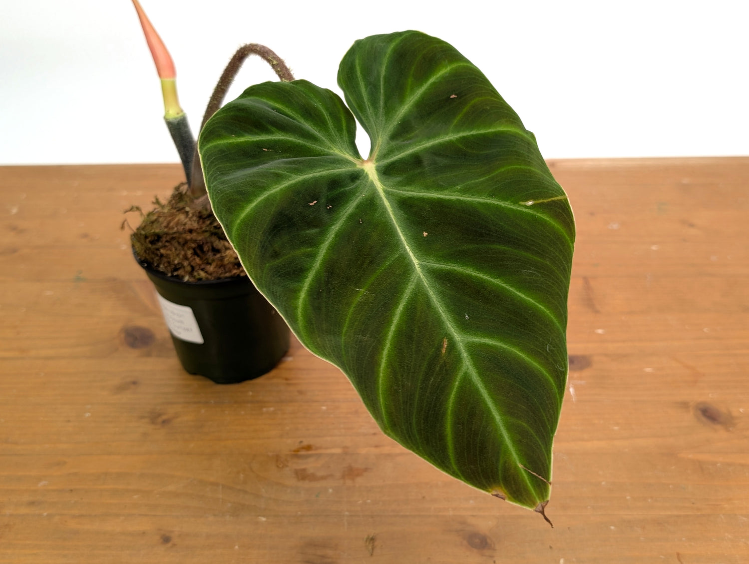 Philodendron Verrucosum &