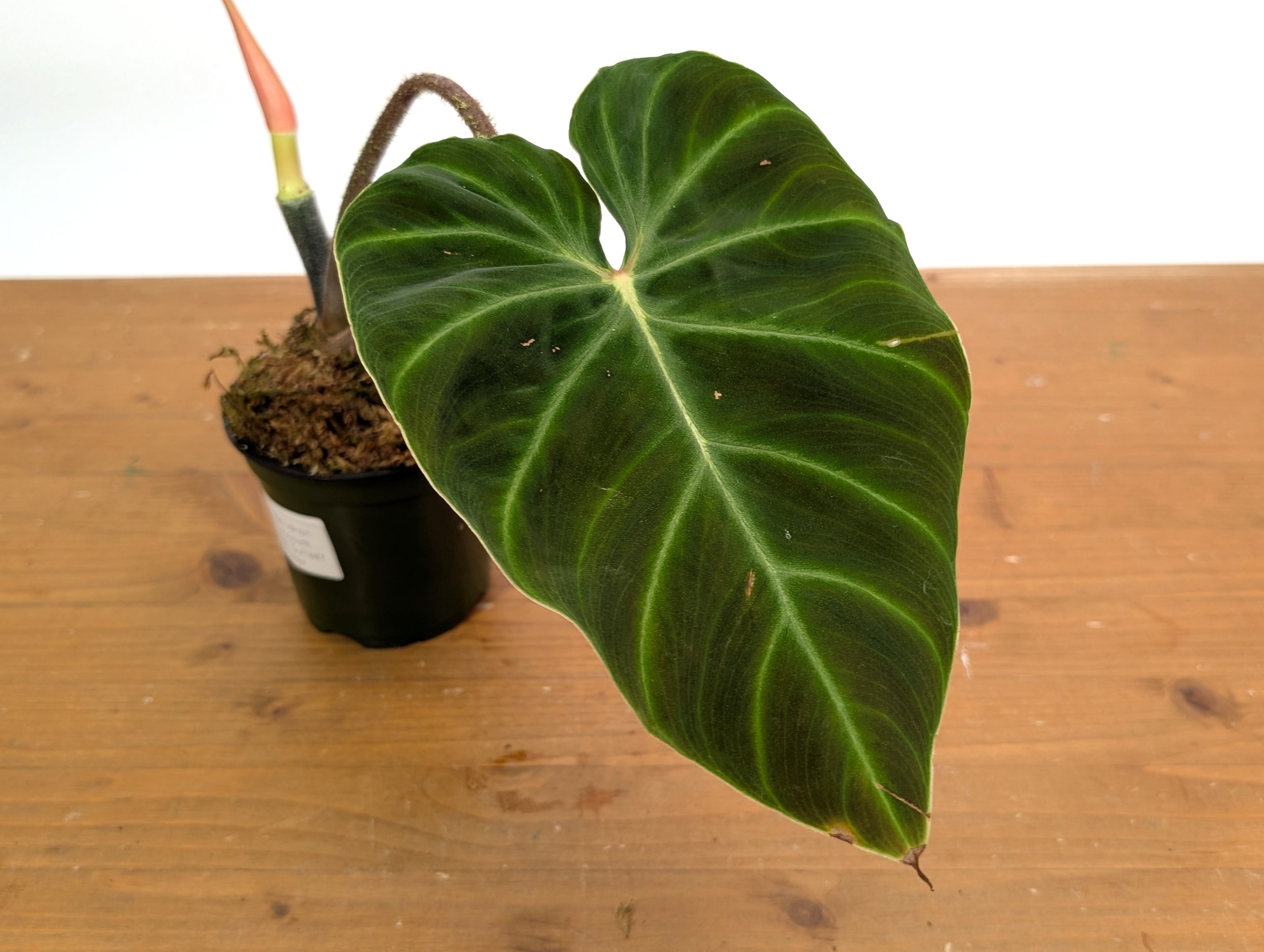 Philodendron Verrucosum &