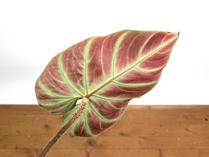 Philodendron Verrucosum &