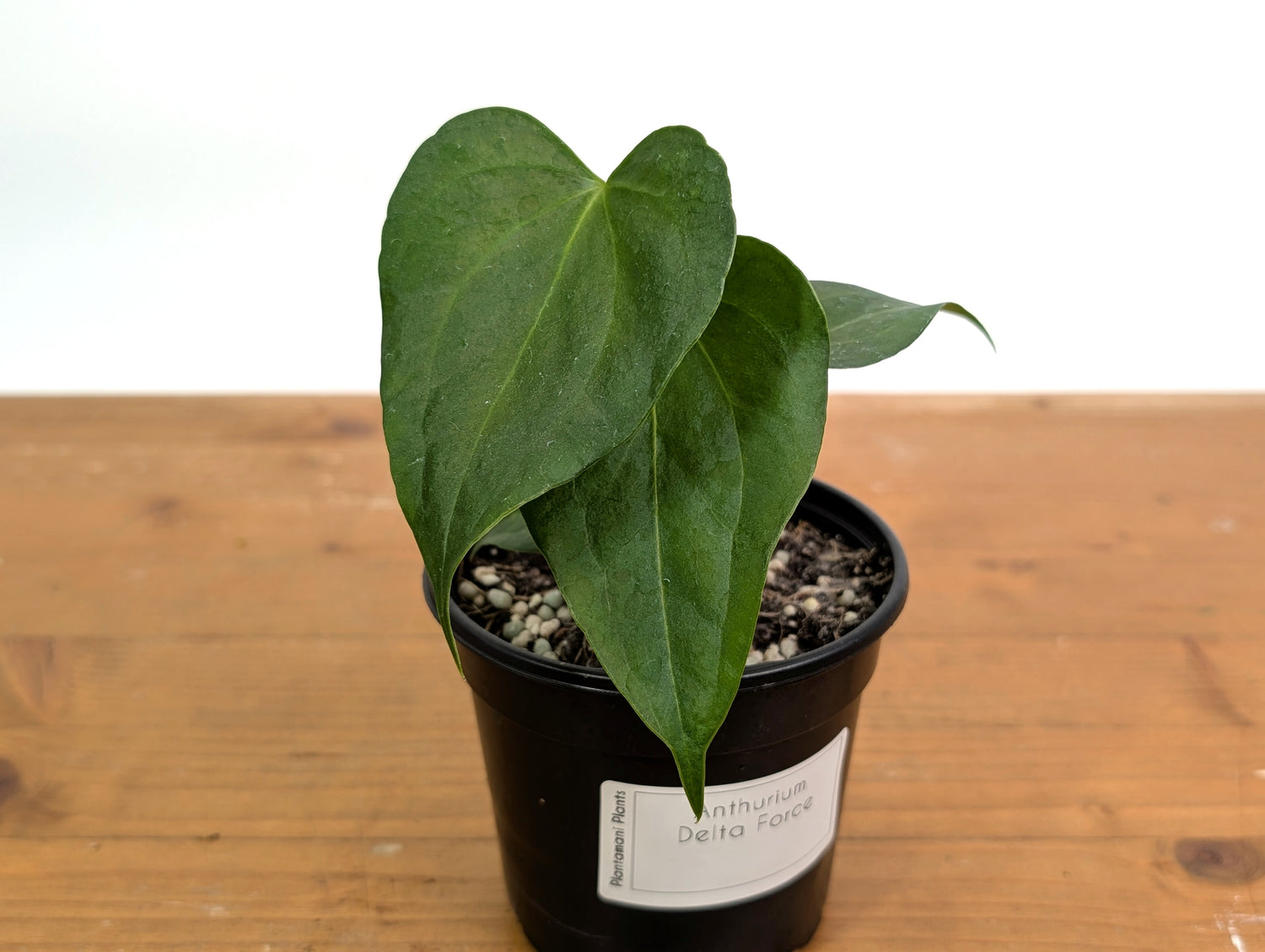 Anthurium Delta Force