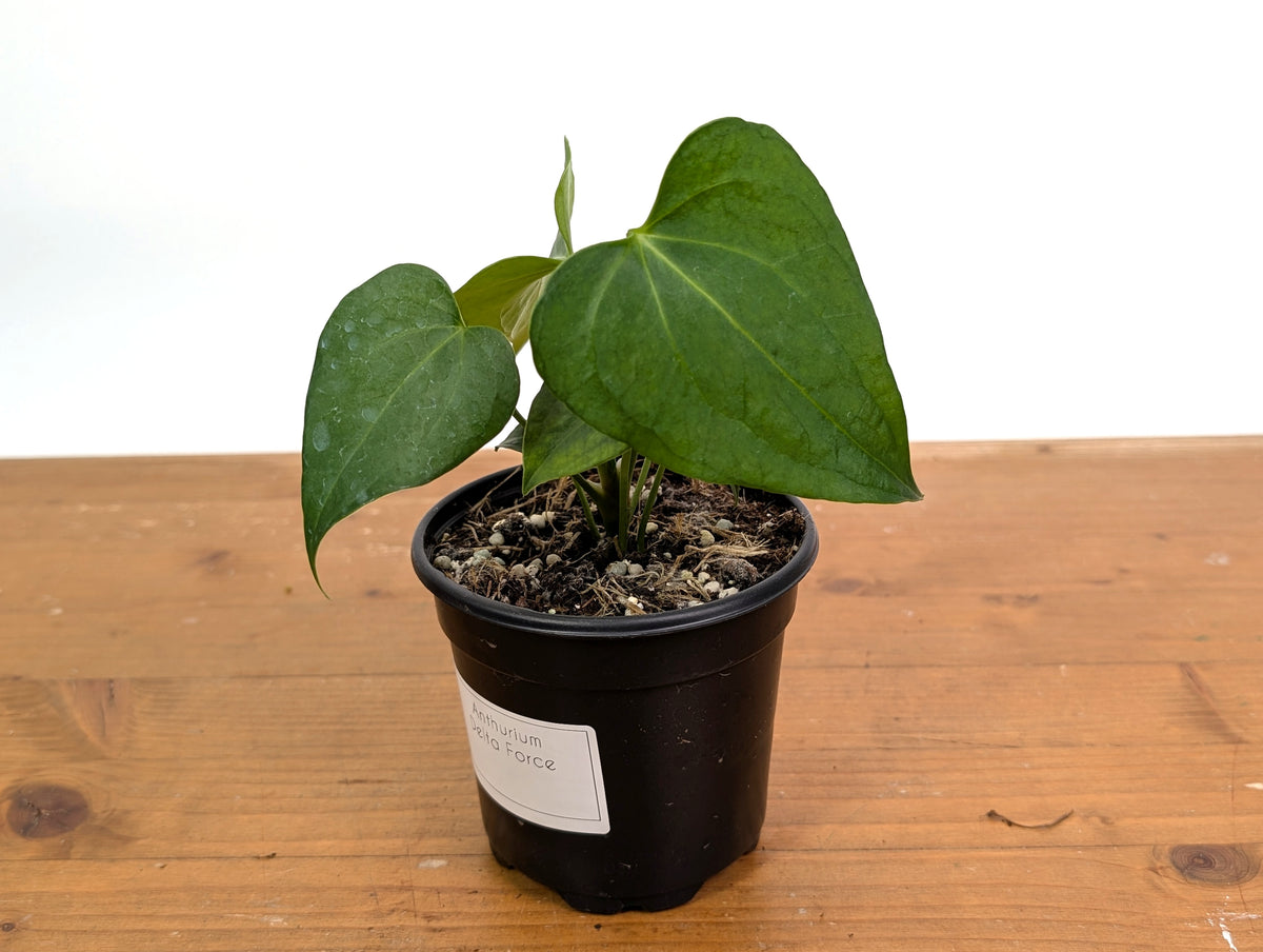 Anthurium Delta Force
