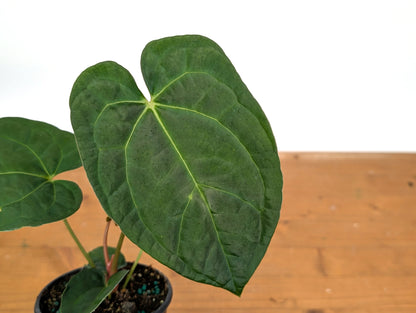 Anthurium SKG x Black Velvet