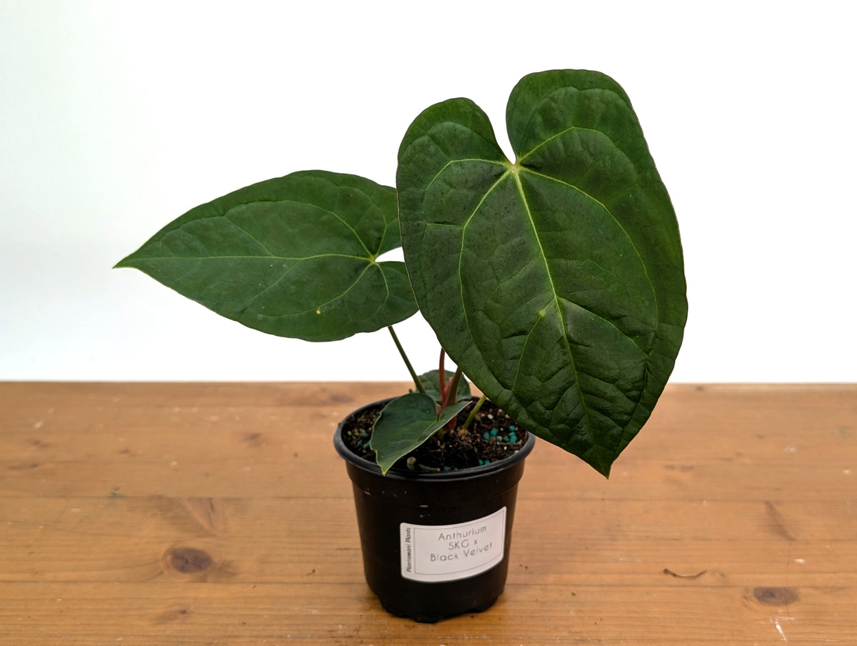 anthurium black velvet Anthurium SKG x Black Velvet