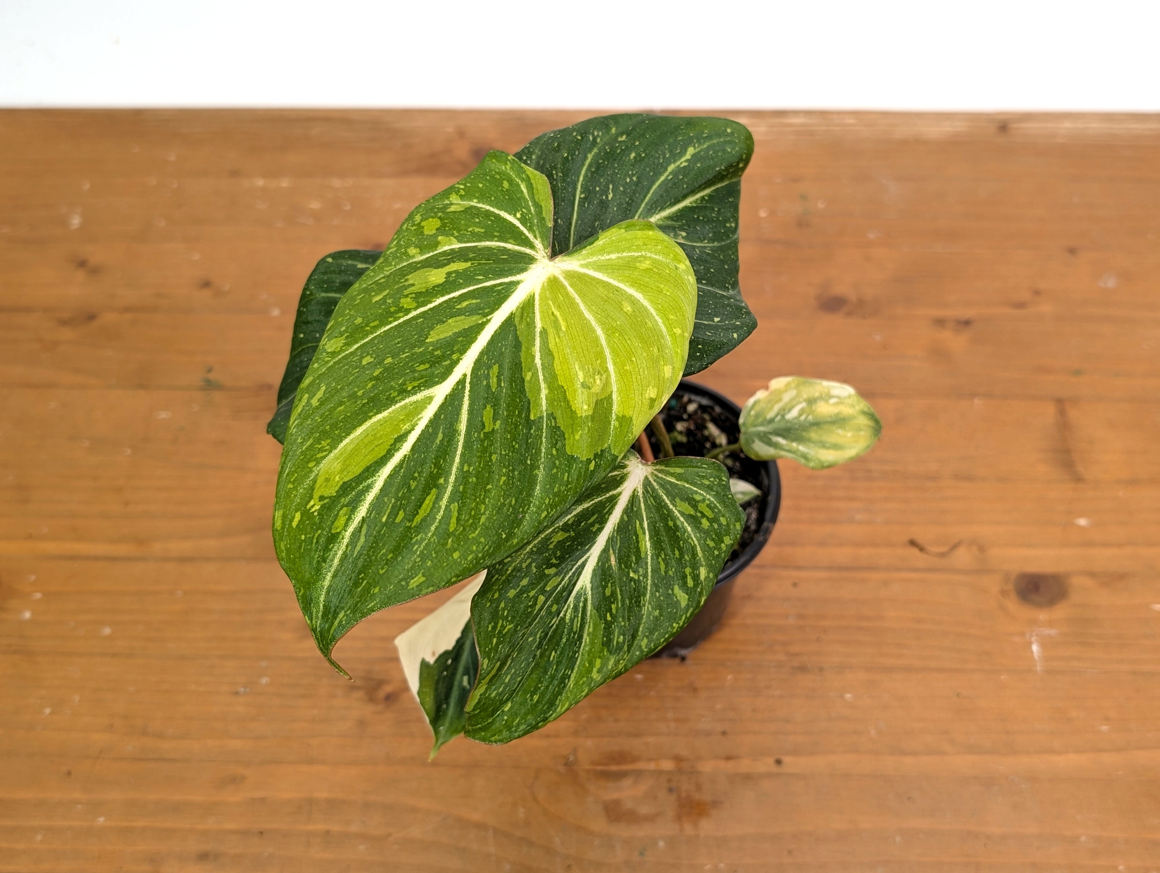 Philodendron Gloriosum Variegated - EXACT Plant 