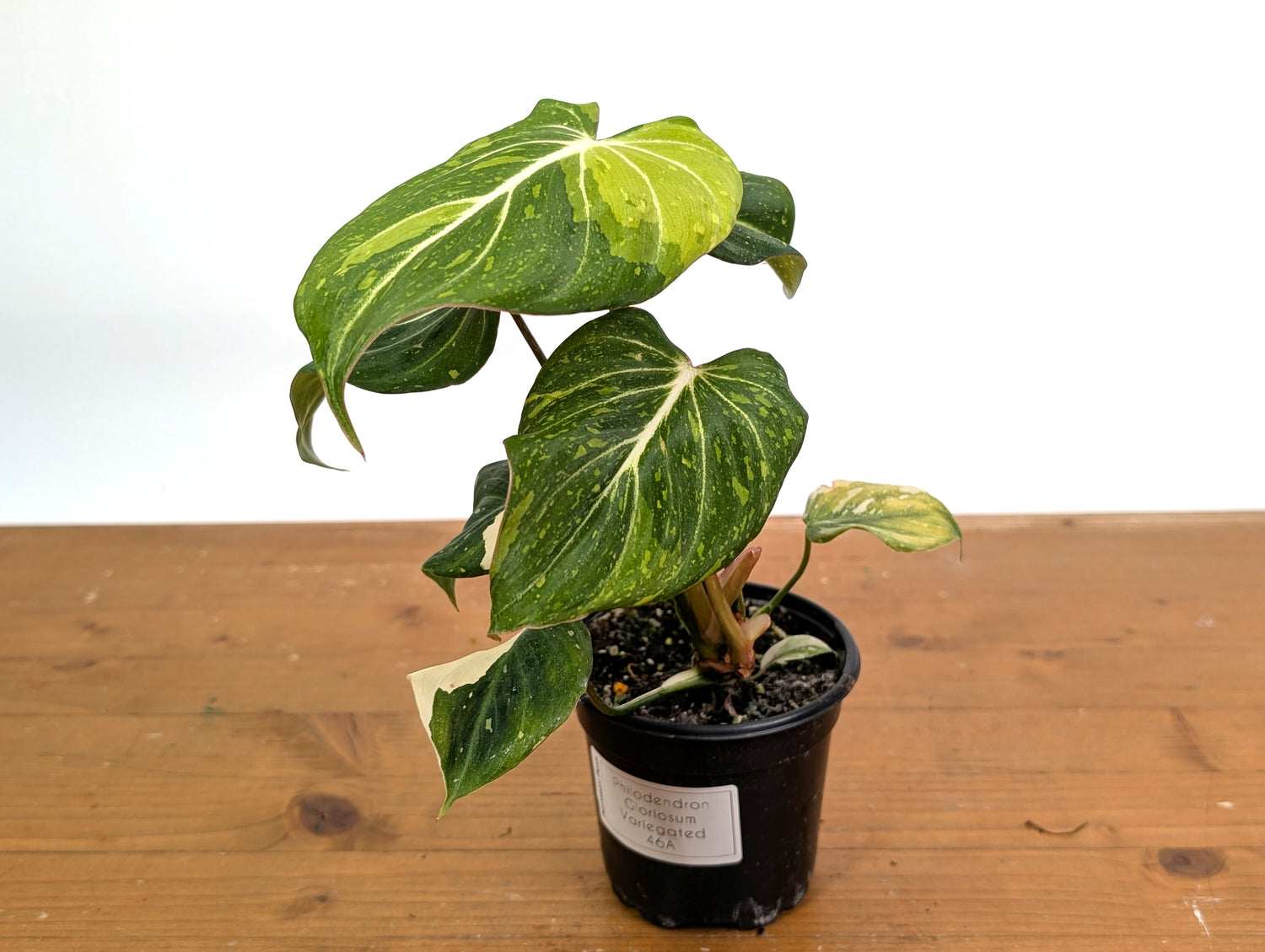 Philodendron Gloriosum Variegated - EXACT Plant 