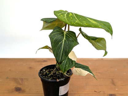 Philodendron Gloriosum Variegated - EXACT Plant 