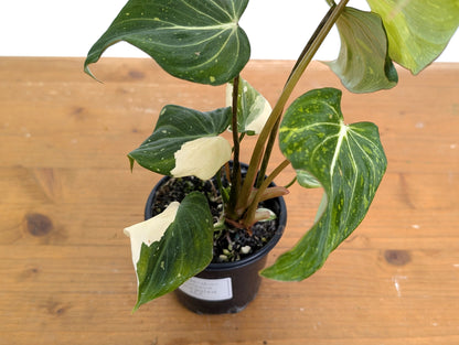 Philodendron Gloriosum Variegated - EXACT Plant 