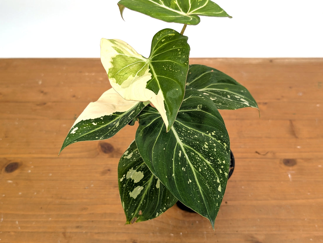 Philodendron Gloriosum Variegated - EXACT Plant 