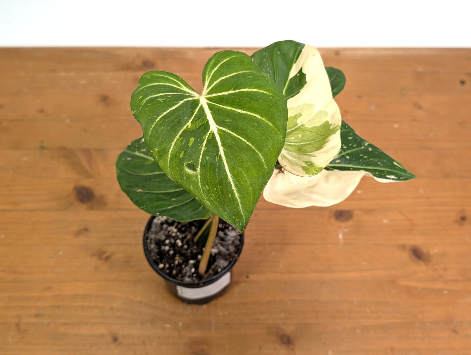 Philodendron Gloriosum Variegated - EXACT Plant 