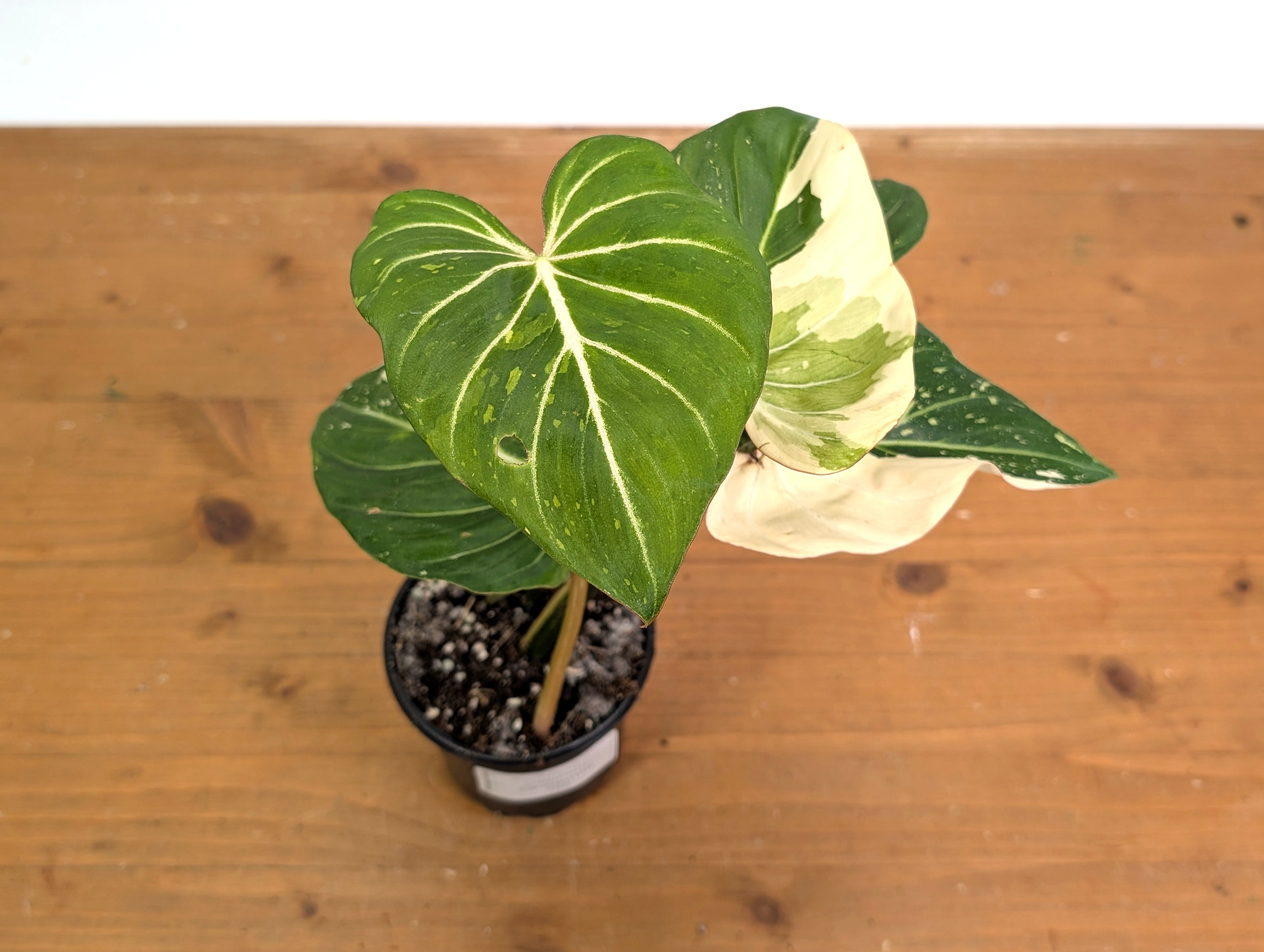 Philodendron Gloriosum Variegated - EXACT Plant 