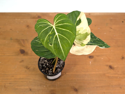 Philodendron Gloriosum Variegated - EXACT Plant 