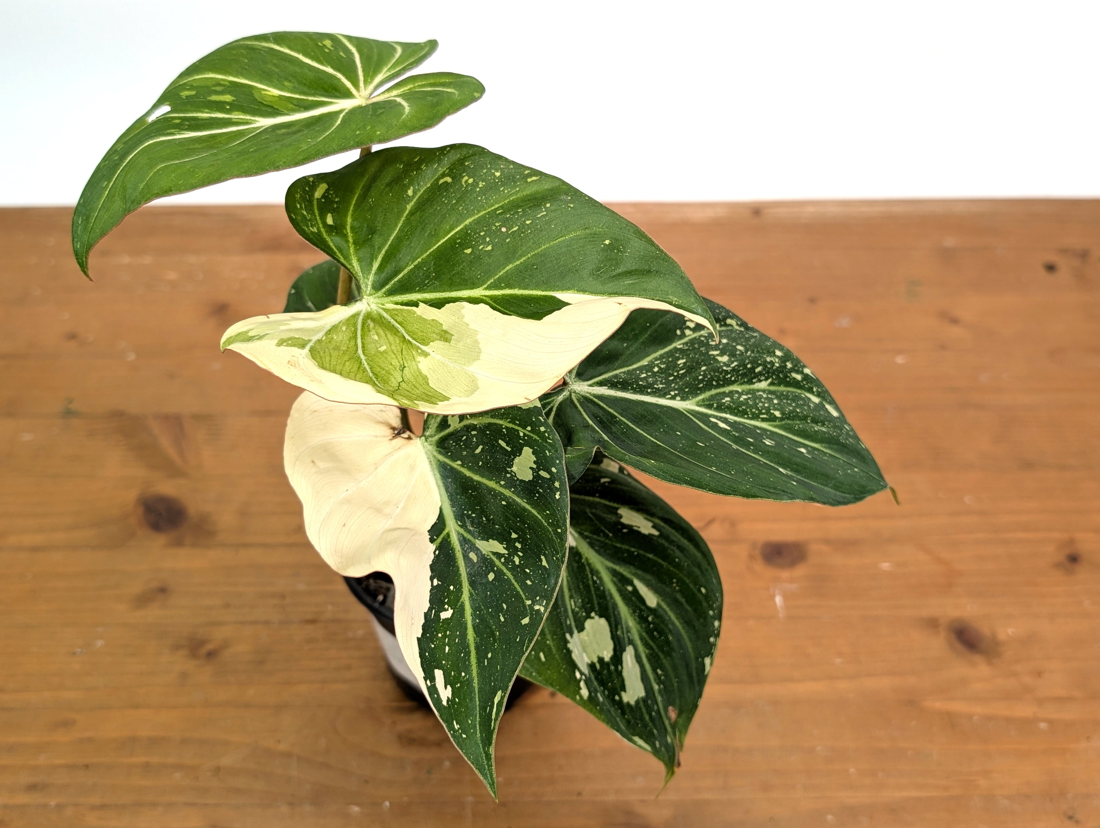 Philodendron Gloriosum Variegated - EXACT Plant 