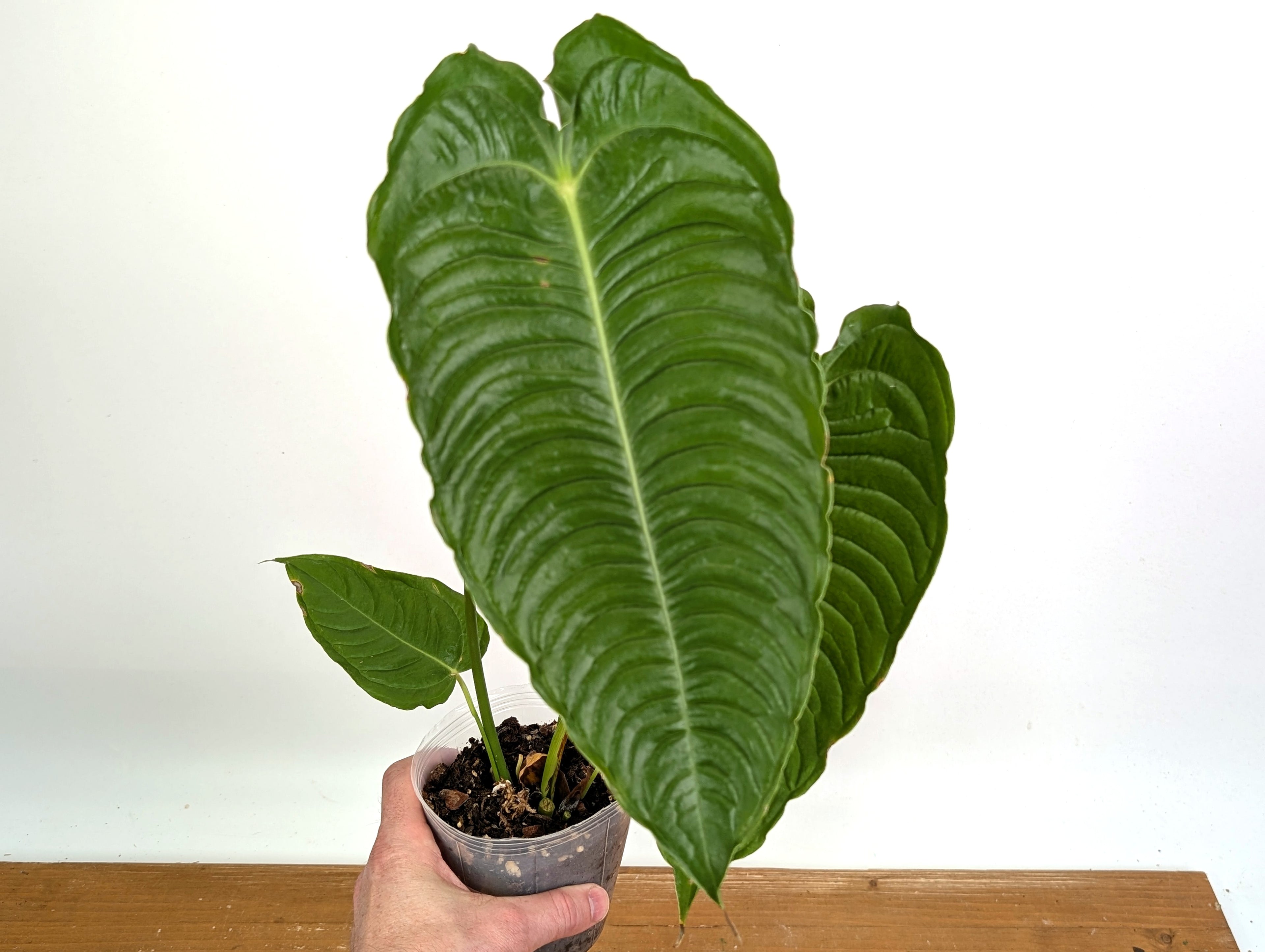 Anthurium Veitchii &