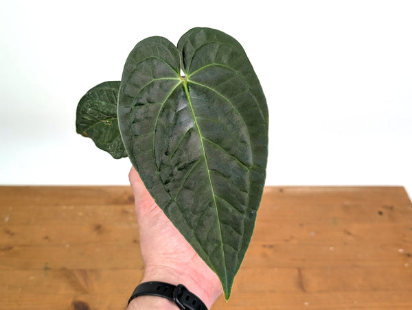 Anthurium Black Diamond (A. luxurians x regale)