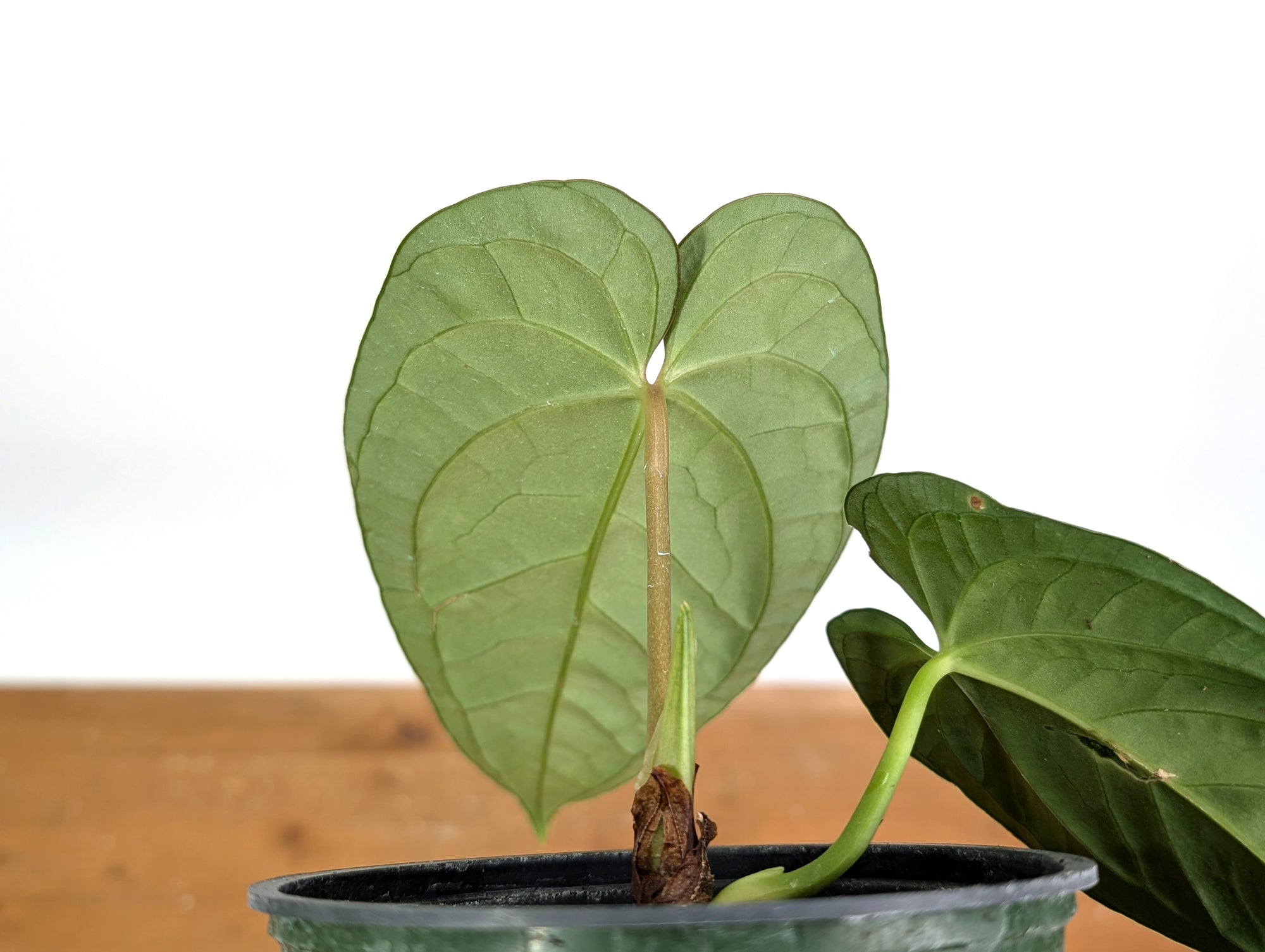 anthurium black beauty vs black queen Anthurium Black Diamond