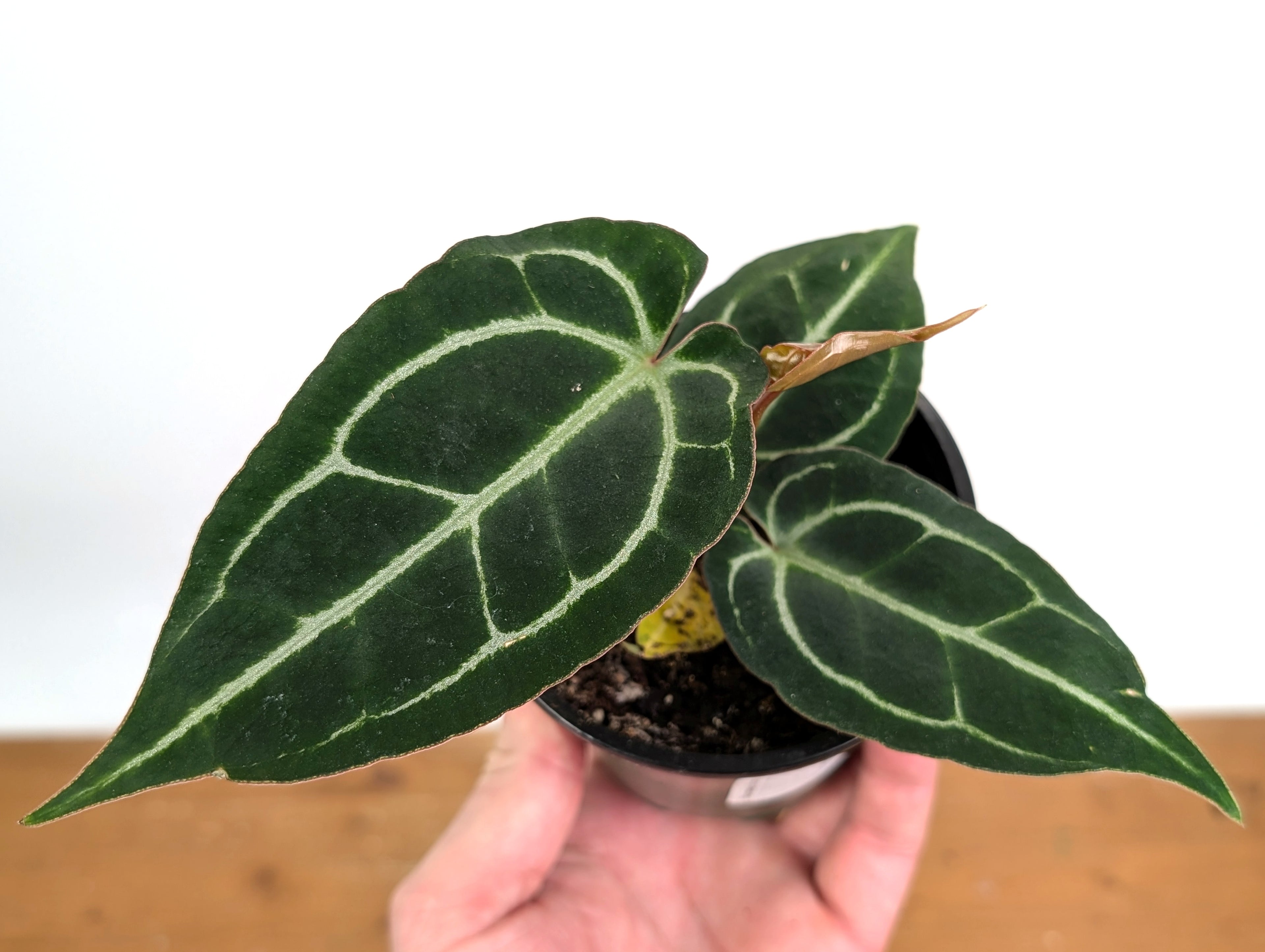 Anthurium Crystal Sky