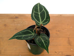 Anthurium Crystal Sky