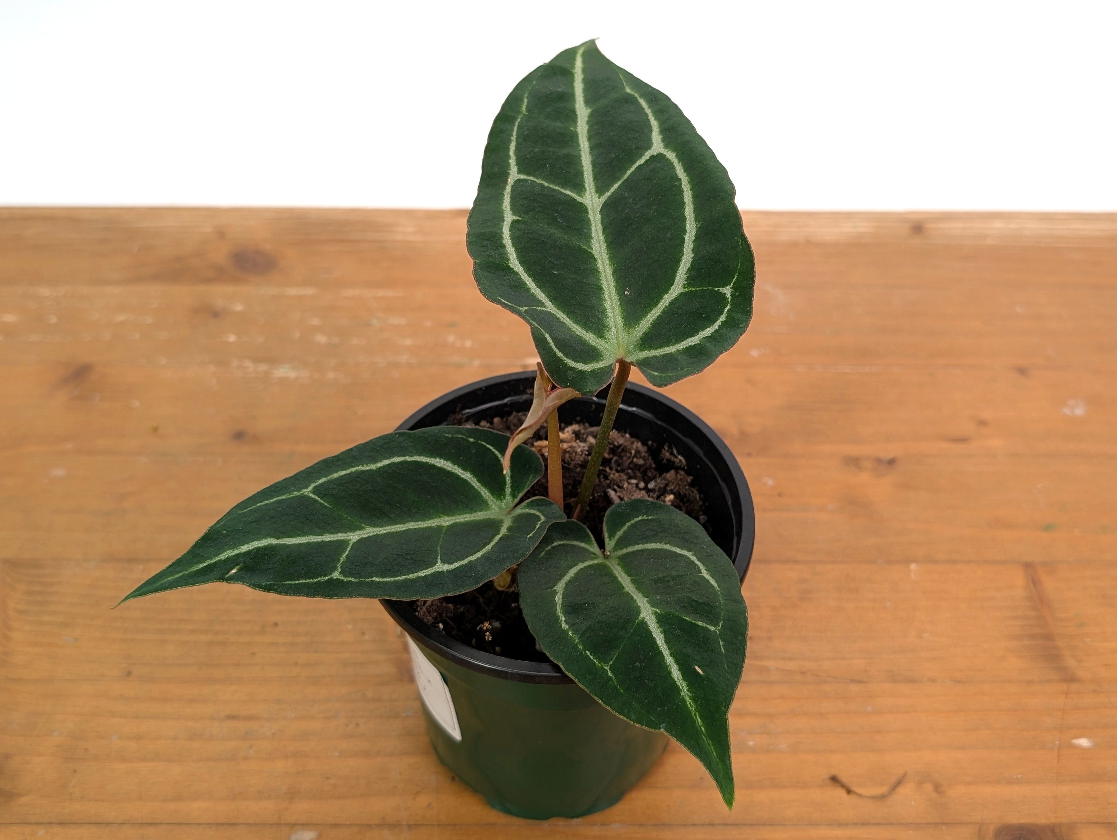 Anthurium Crystal Sky